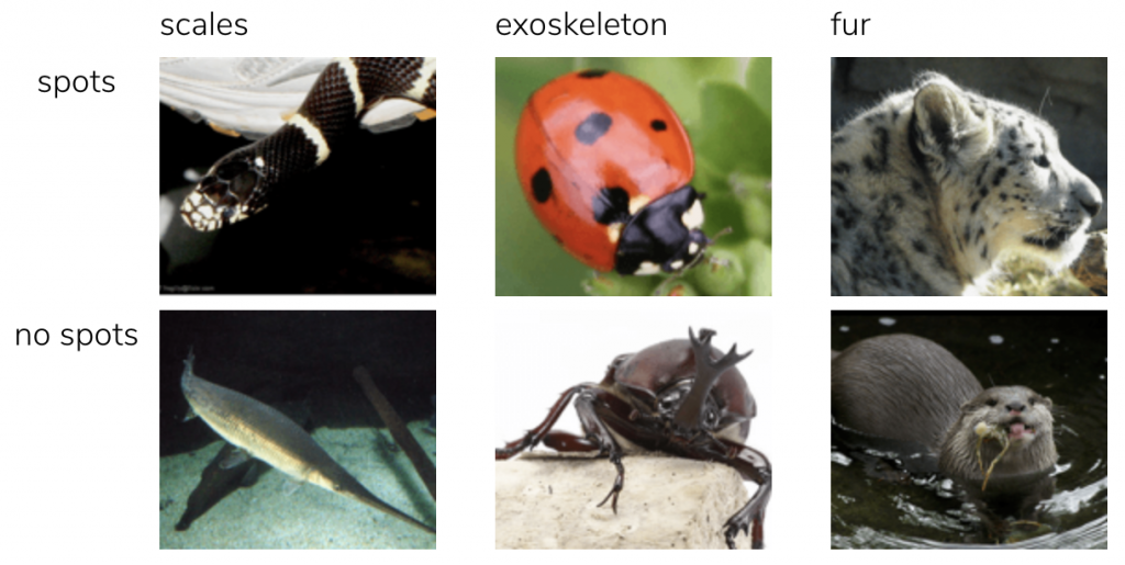 Examples of images classified across multiple features or multiple labels. Animals with spots/no spots being one label, and scales, exoskeleton, and fur being other labels