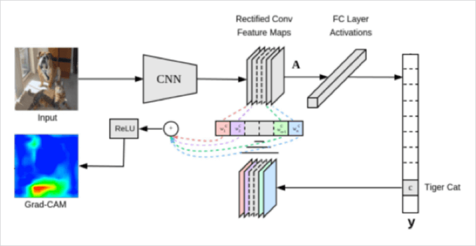 Example architecture for CAM and GradCam analysis