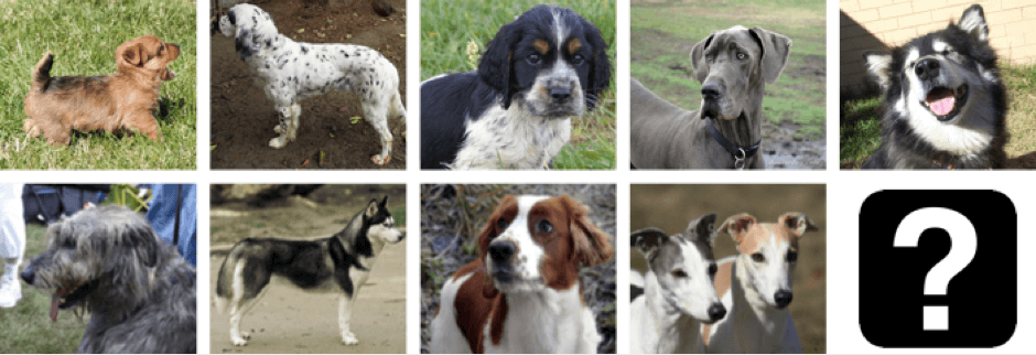 Example data for an image classification problem. Here our example model is attempting to distinguish between nine different breeds of dogs 